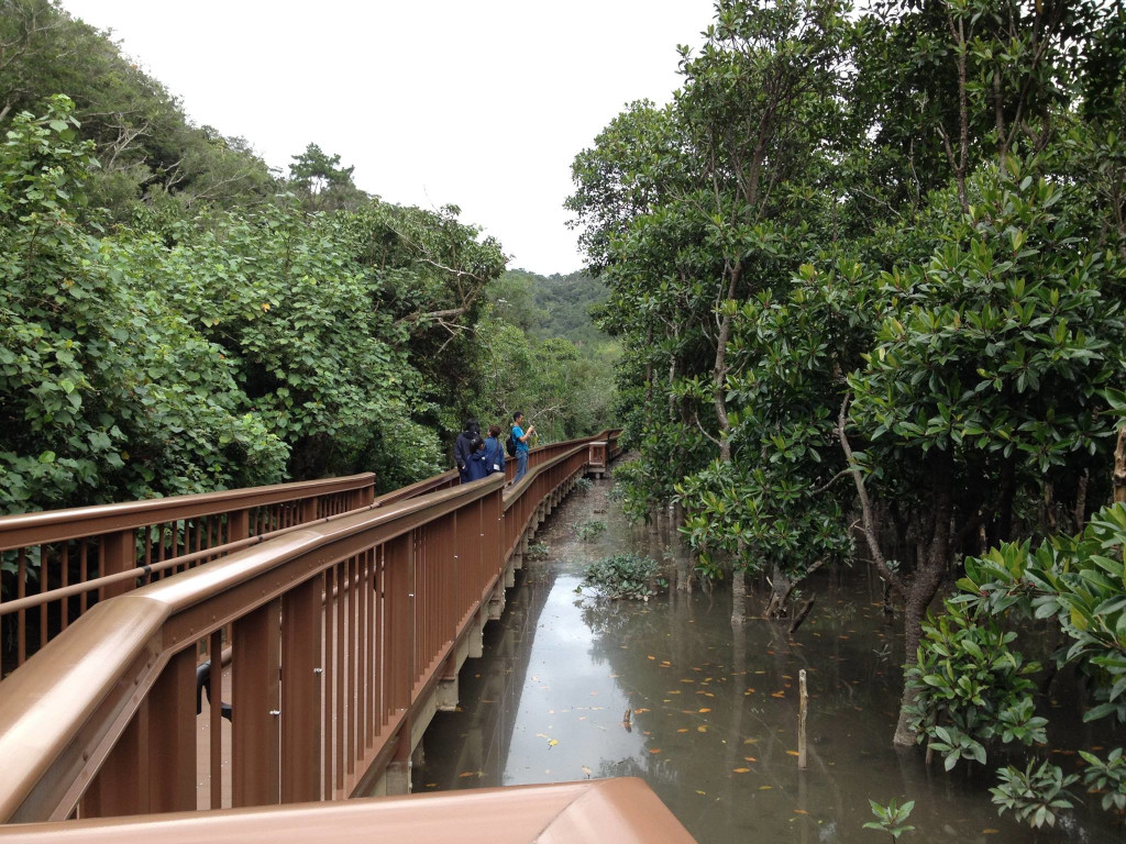 大浦マングローブ